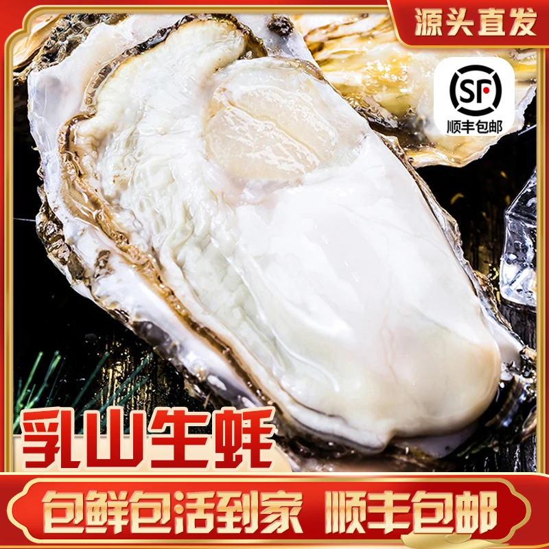【4XL】原产地直发乳山生蚝鲜活海鲜正宗牡蛎精品级肥美海蛎子活