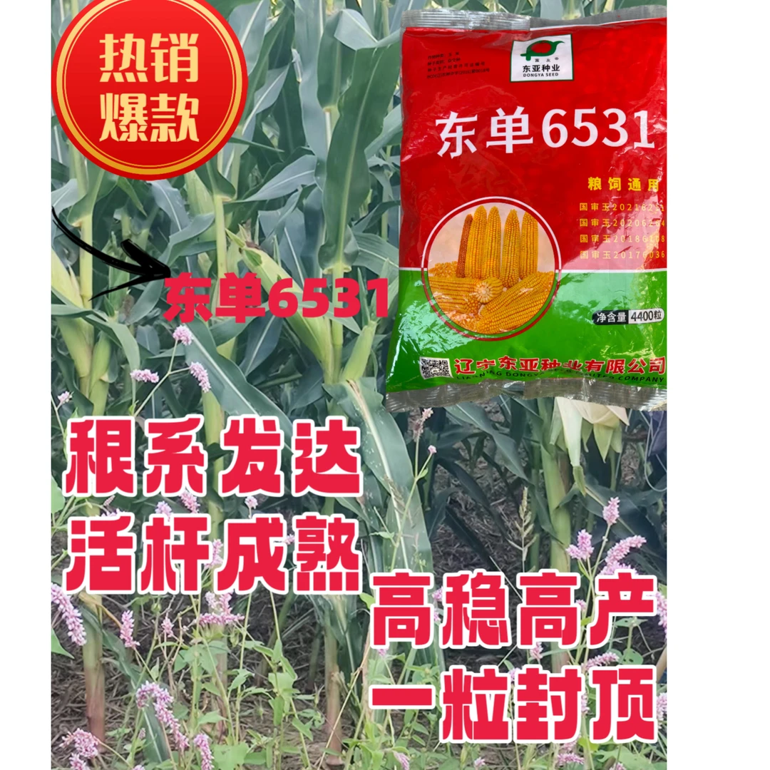 升级东单6531玉米种