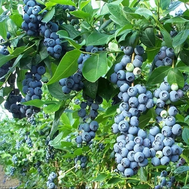 鸿蓓湫【买一送一】蓝莓带土球发货盆栽种植原土球发货蓝莓苗