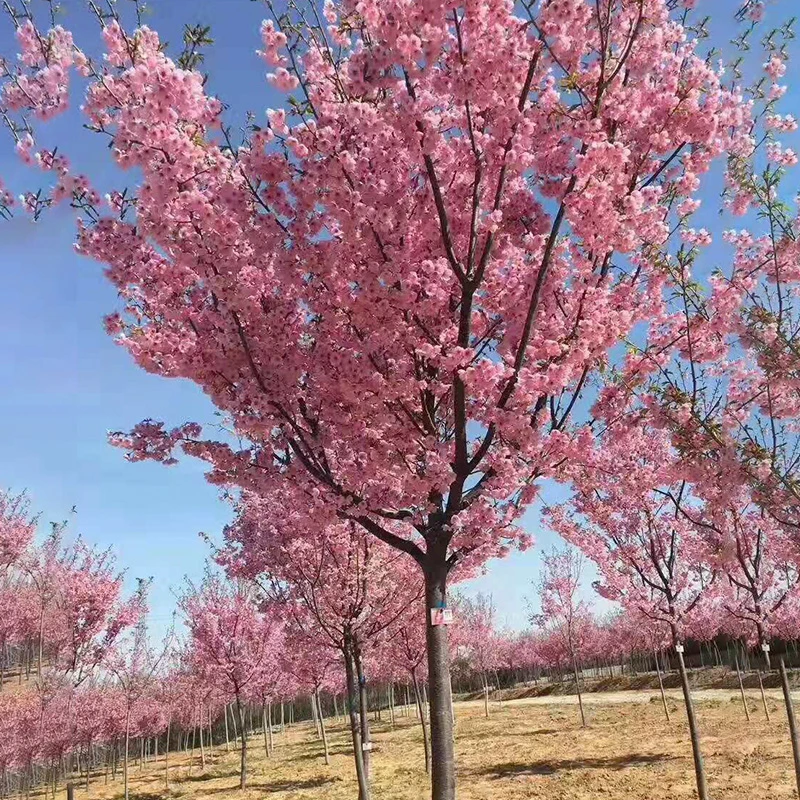 鸿蓓湫樱花树苗早樱晚樱嫁接樱花苗盆栽地栽庭院日本樱花绿化树苗