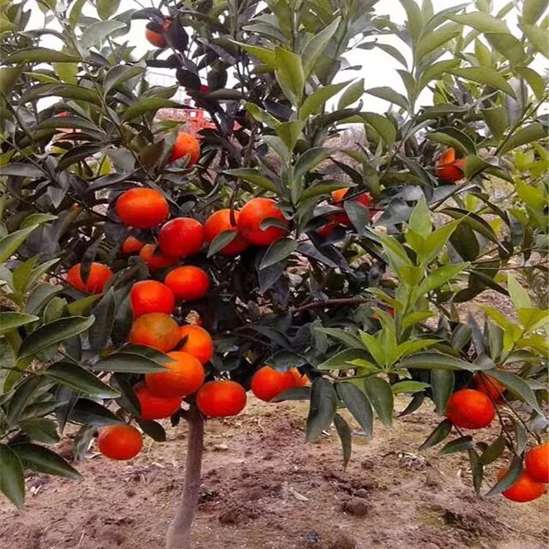 鸿蓓湫橘子树苗砂糖橘苗丑橘苗橘子苗桔子树苗果树苗当年结果