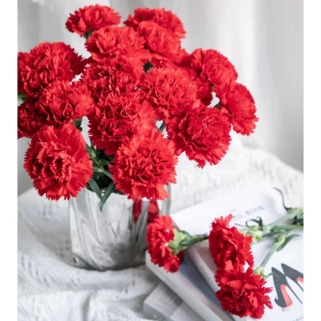 【红色康乃馨】全场鲜花 云南基地直发鲜花直发【楚楚】