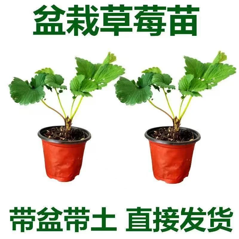 精品双色盆草莓苗草莓秧苗阳台庭院新手种植健康绿色营养草莓自由