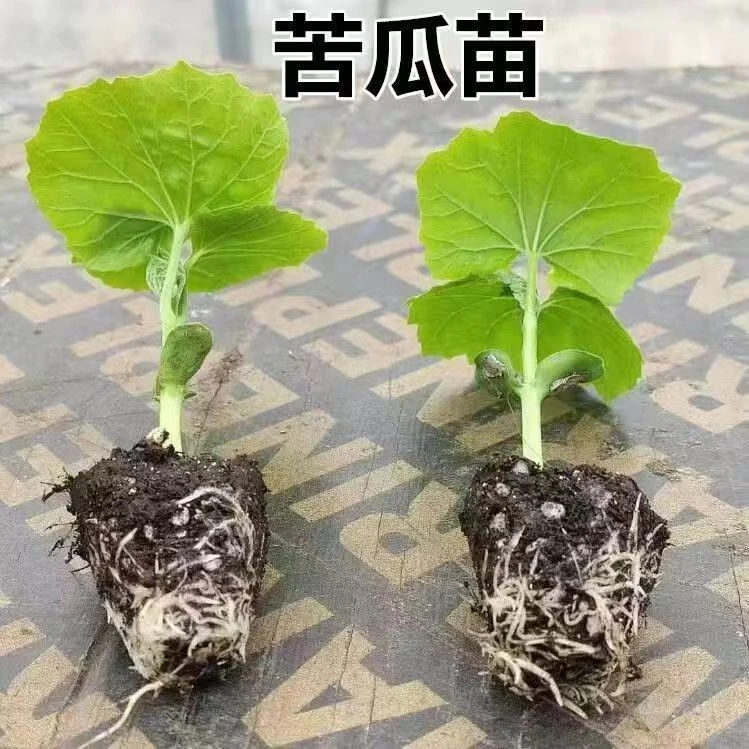 荷兰苦瓜长白苦瓜秧苗带土发货苦瓜苗绿色健康食品苦瓜阳台庭院种