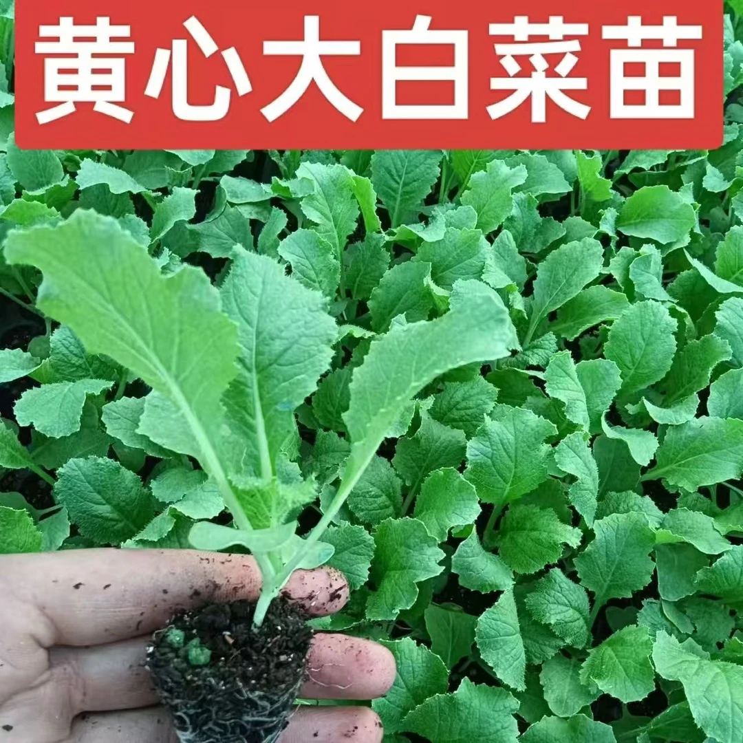 优质黄心大白菜秧苗四季种植基地直发高产易种活黄心大白菜蔬菜苗
