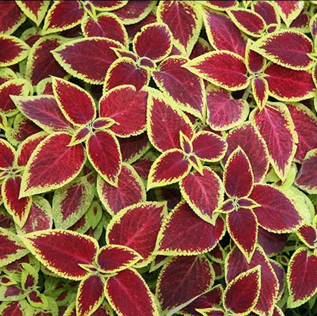 彩叶草盆栽庭院阳台四季观叶植物耐晒耐热