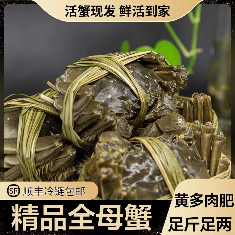 【活蟹现发】2.9-2.6两拍8只送2只精品全母大闸蟹顺丰包邮