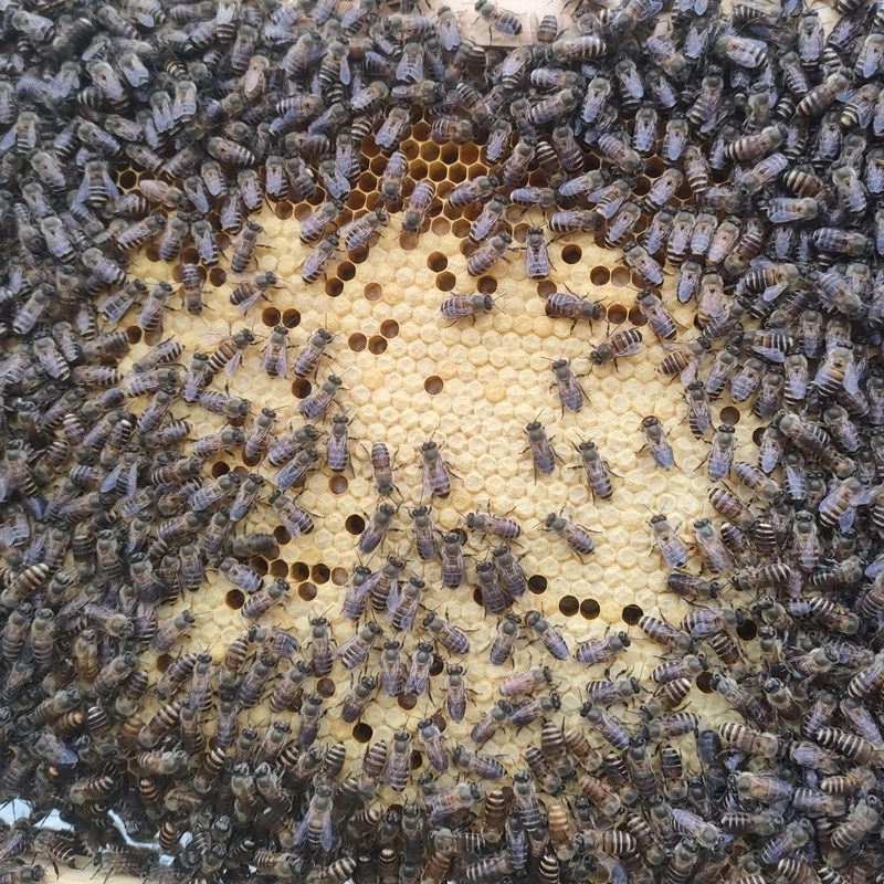 蜜蜂出售 土蜂中蜂蜂群 养殖活体养蜂带产卵蜂王 快递