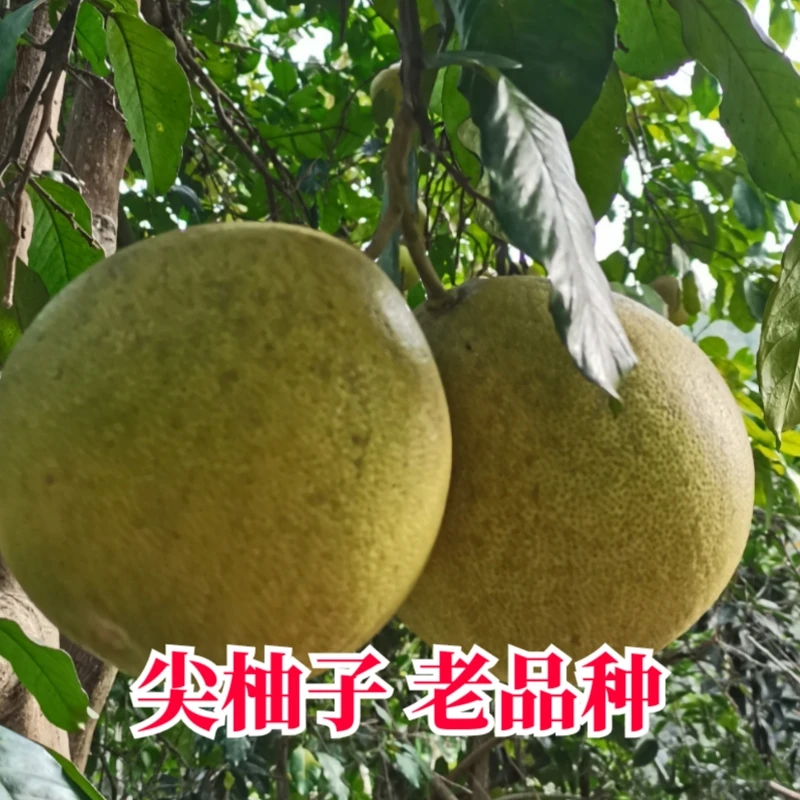 梁平尖柚黄芯老品种蜜柚重庆特产应季新鲜水果现摘现发4斤多包邮
