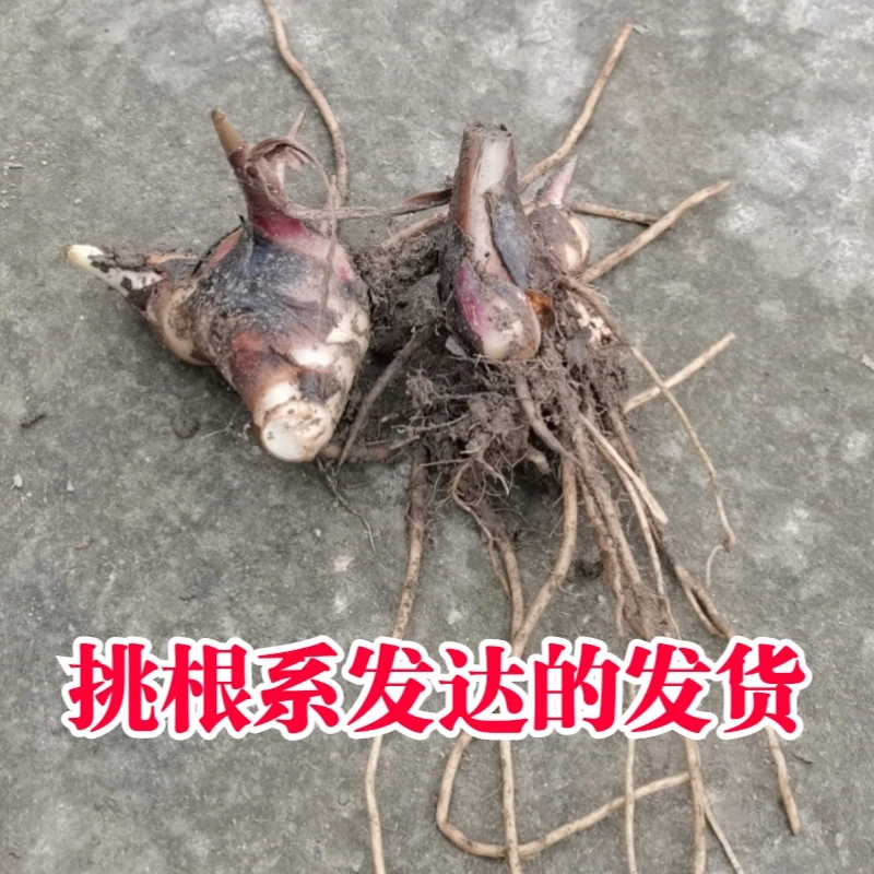 食用芭蕉芋芭蕉芋种苗蕉藕姜金山芋旱藕芭蕉芋新鲜现挖2斤包邮