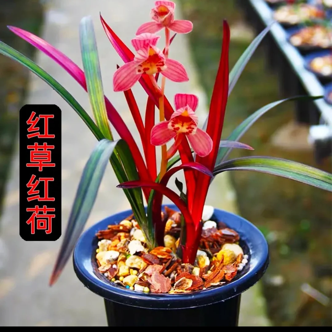 建兰网红草【红草红荷】四季兰花室内绿植盆栽花卉耐寒植物