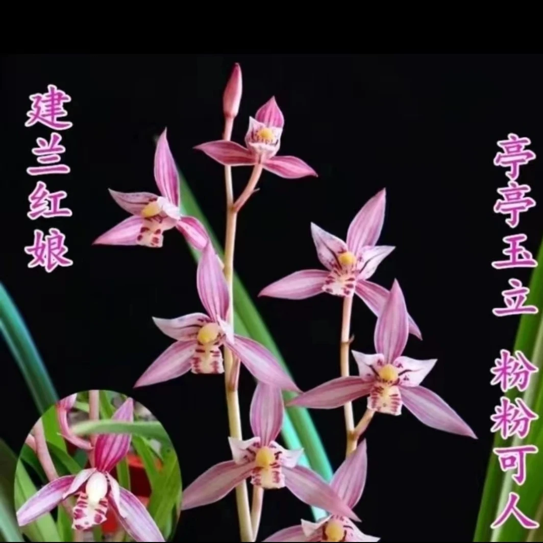 建兰红花【红娘】四季兰花室内绿植盆栽花卉兜兰花