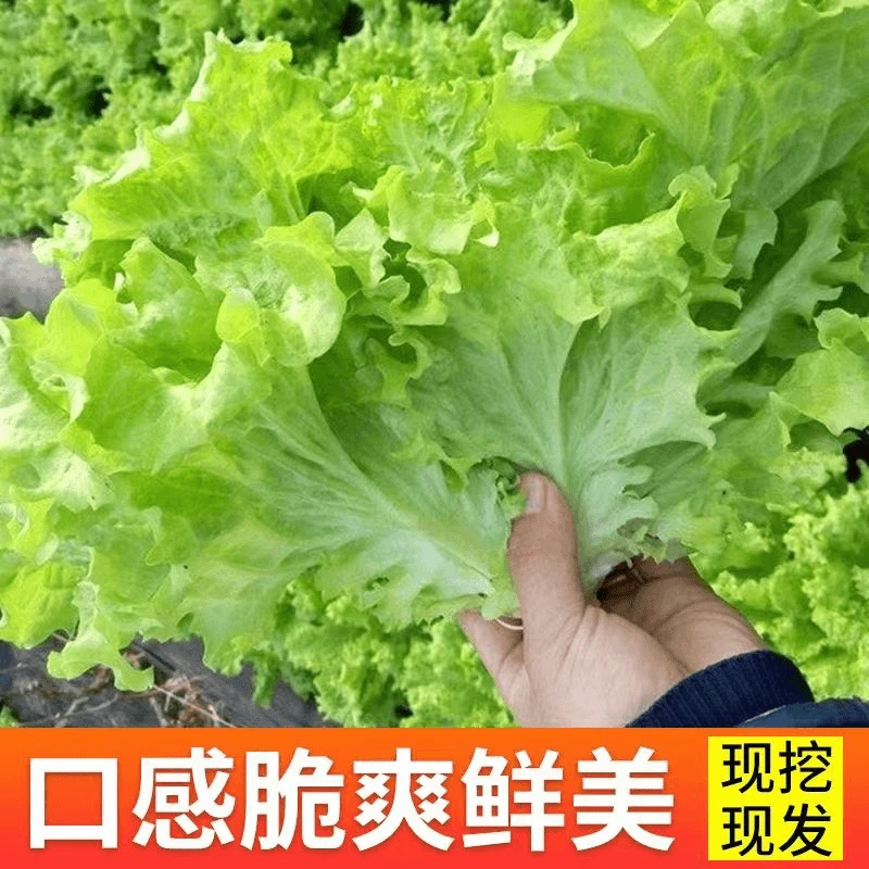 耐寒生菜苗罗马生菜秧苗奶油紫生菜苗批发秧苗可生吃冬种菜苗秧苗