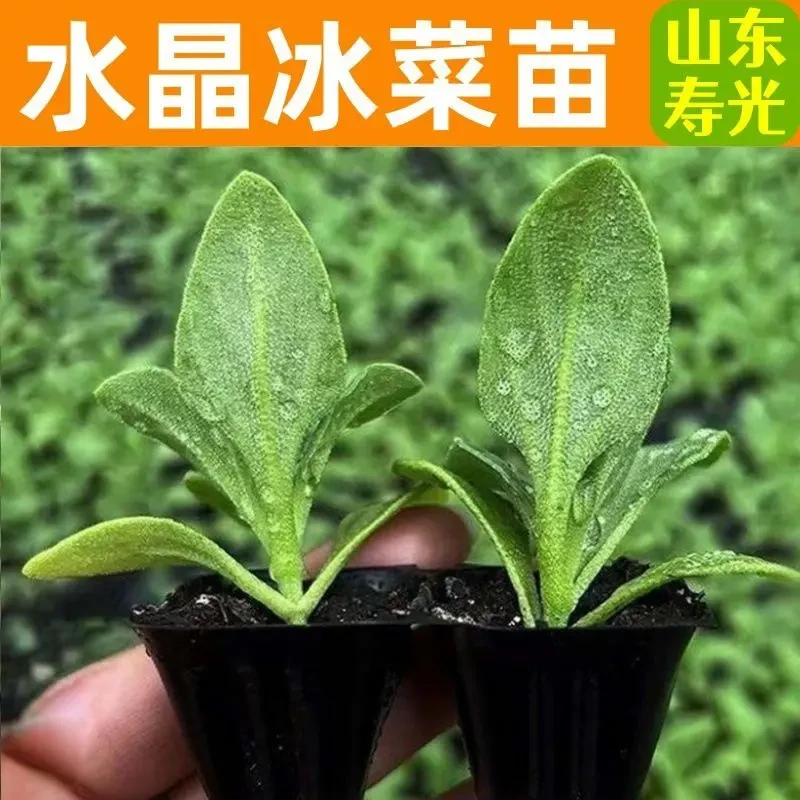 正宗水晶冰菜秧苗大叶冰菜秧苗苗大冰晶冰菜大苗幼苗阳台特色盆栽