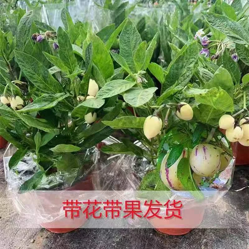 蔬菜果苗带花带果盆栽人参果水果树苗可食用观赏阳台盆栽种植绿植