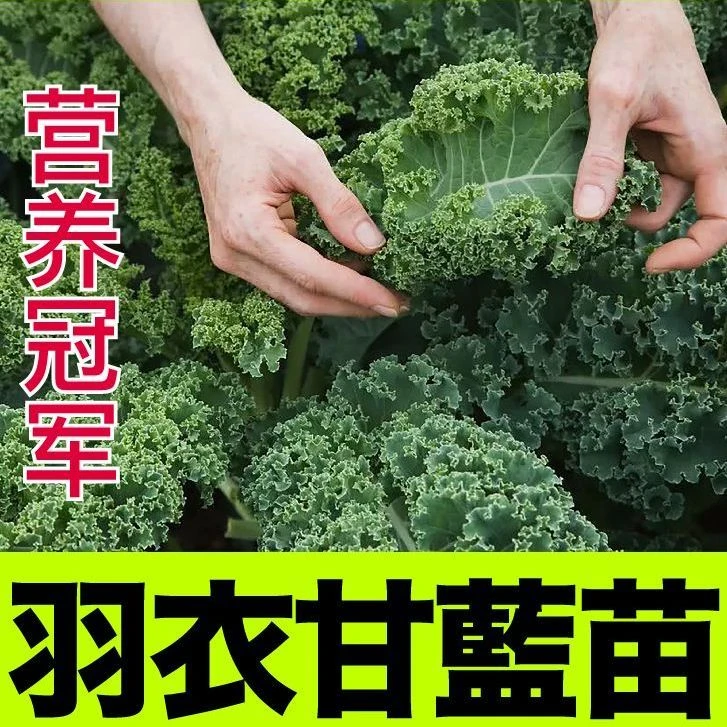 山东寿光绿羽衣甘蓝苗秧带土球紫绿粉白羽衣甘蓝种子四季阳台盆栽