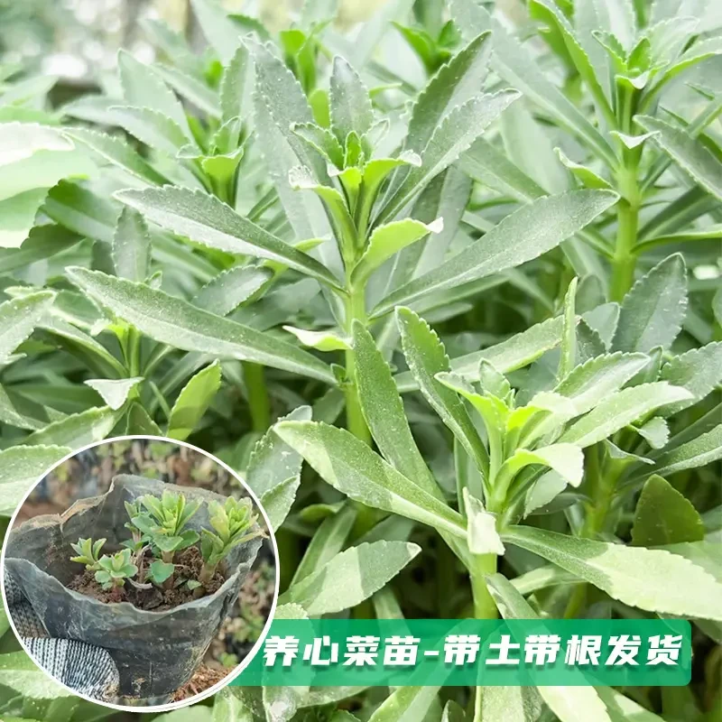 【带根带土发货】养心菜根苗救心菜种子种籽四季盆栽孑菜苗菜籽