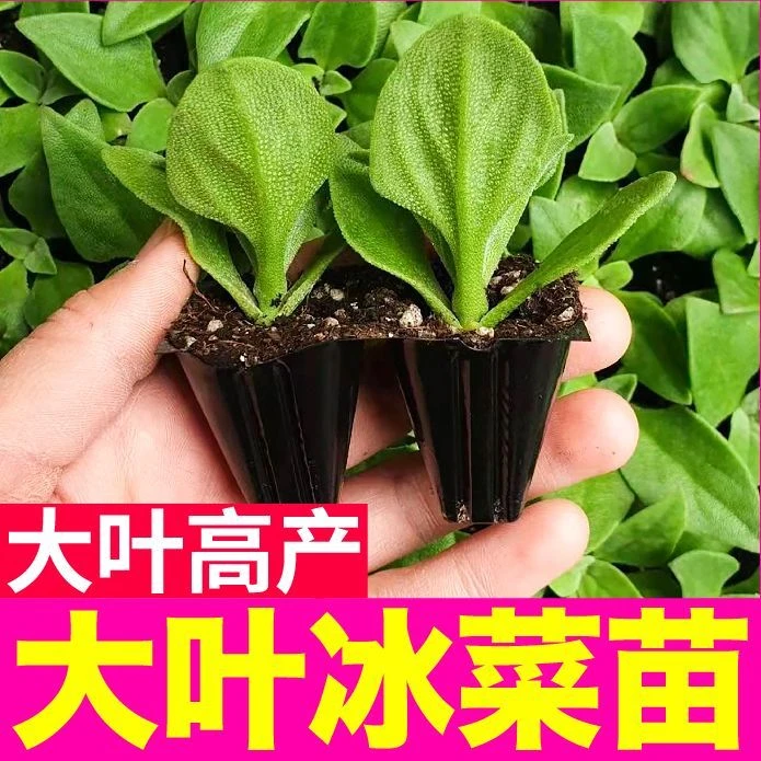 蔬菜贵族寿光水晶冰菜秧苗大叶水晶冰草种子多茬采收阳台盆栽四季