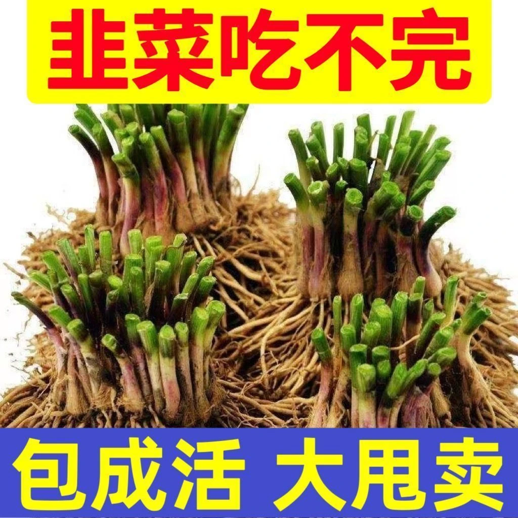 紫红根韭菜根苗批发大宽叶韭菜苗当季耐冻耐寒韭菜新鲜四季阳台