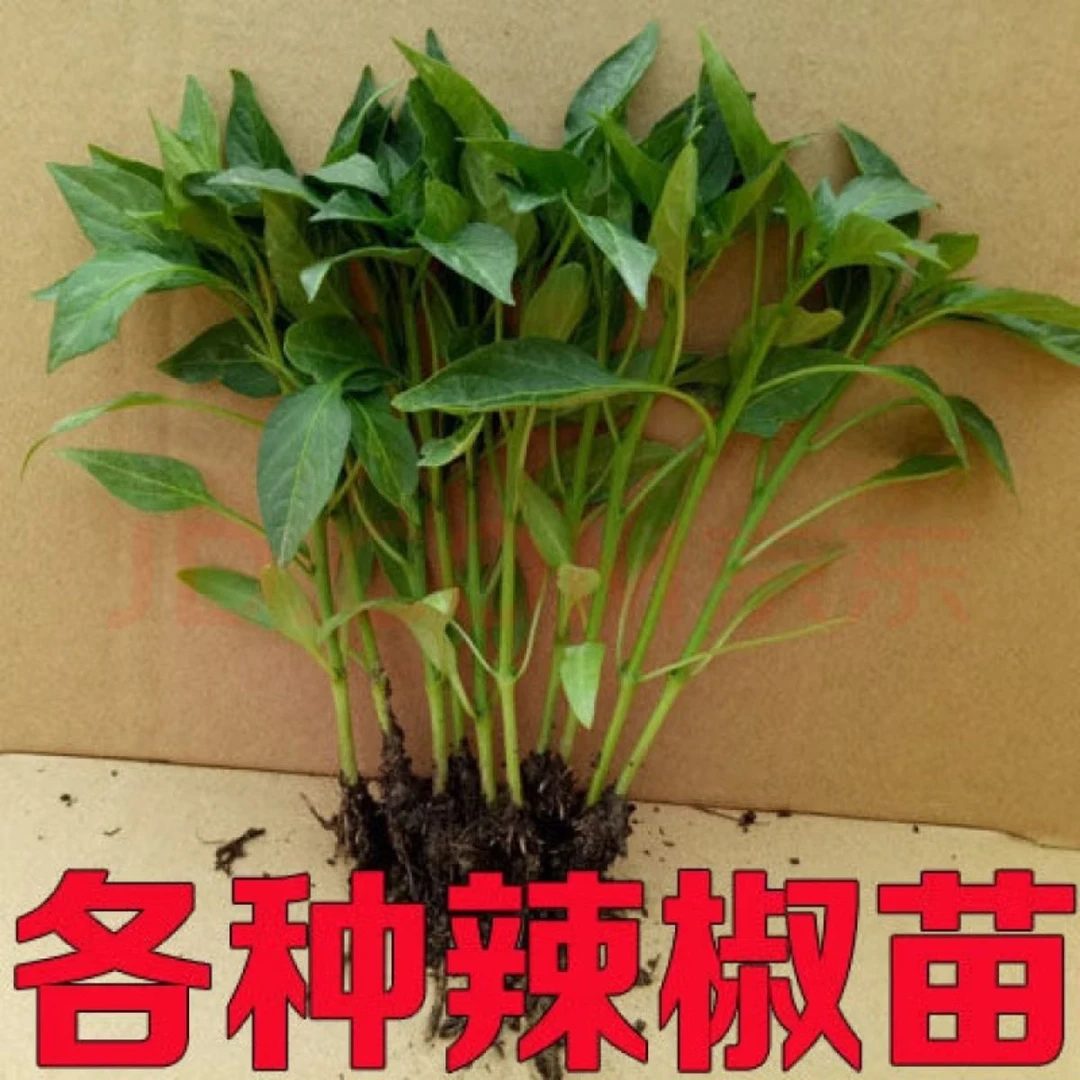 高产辣椒秧苗长线螺丝椒苗薄皮牛羊角椒朝天小米泡椒蔬菜苗子