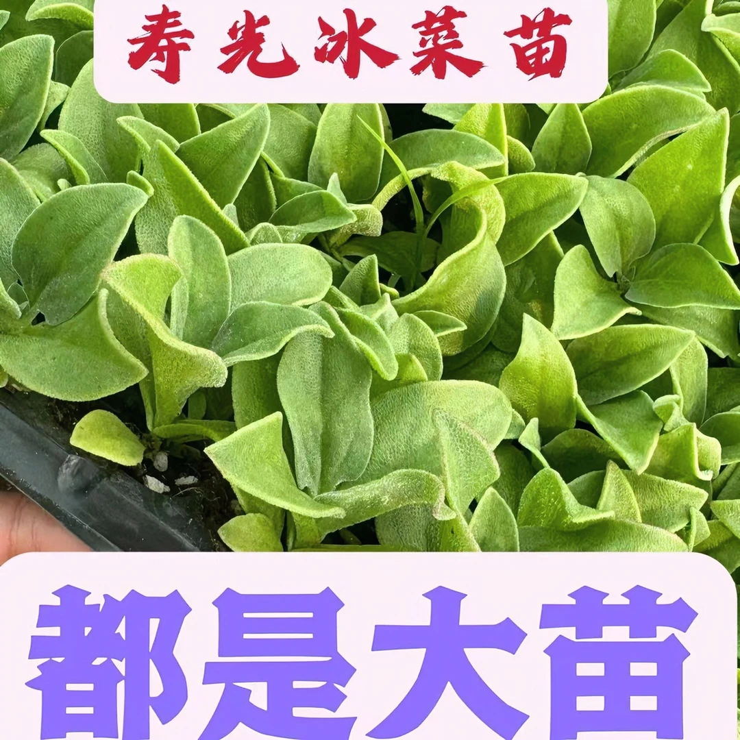 冰菜苗子种子蔬菜四季种植冰菜苗幼苗新鲜四季蔬菜冰菜苗冰草苗阳