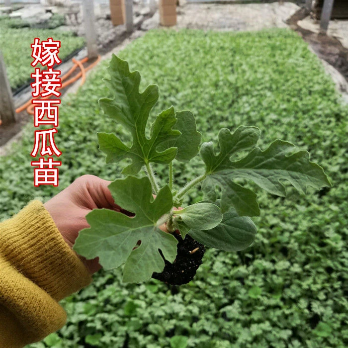 8424嫁接苗美都甜王红玉2K西瓜苗蔬菜 西瓜秧盆栽 蔬菜苗苗子