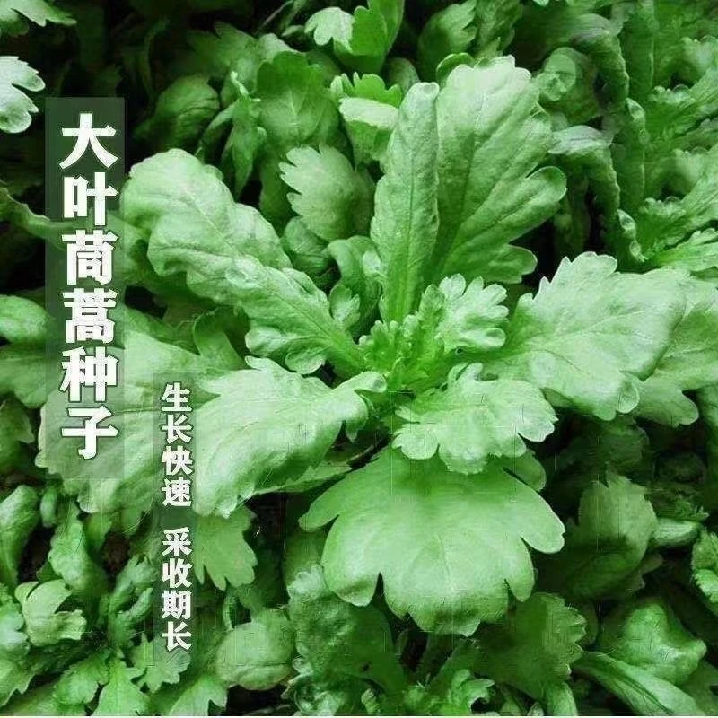 【全店满5包邮】大叶茼蒿种子（约1000粒/包）