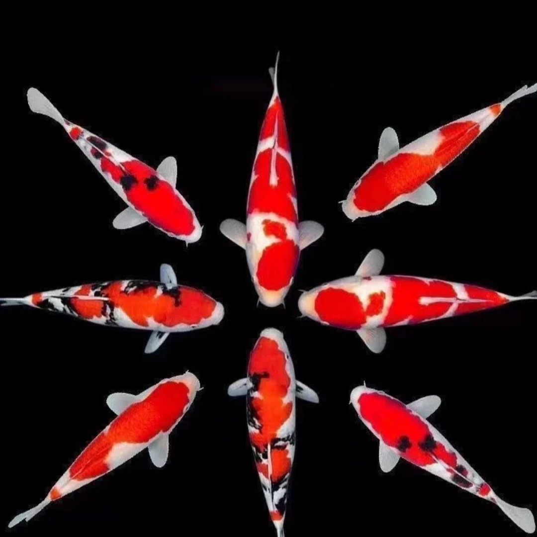 【旺仔锦鲤】链接图片仅供参考 具体以直播间展示为准（包邮包活）