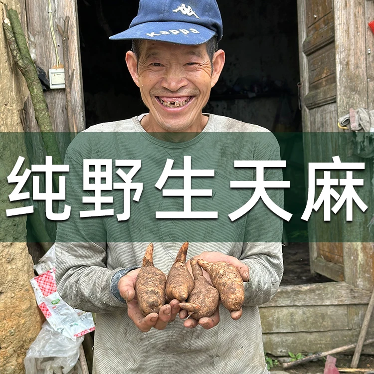 云南野生天麻纯野生山货中药材高品质顺丰包邮天麻正宗野天麻