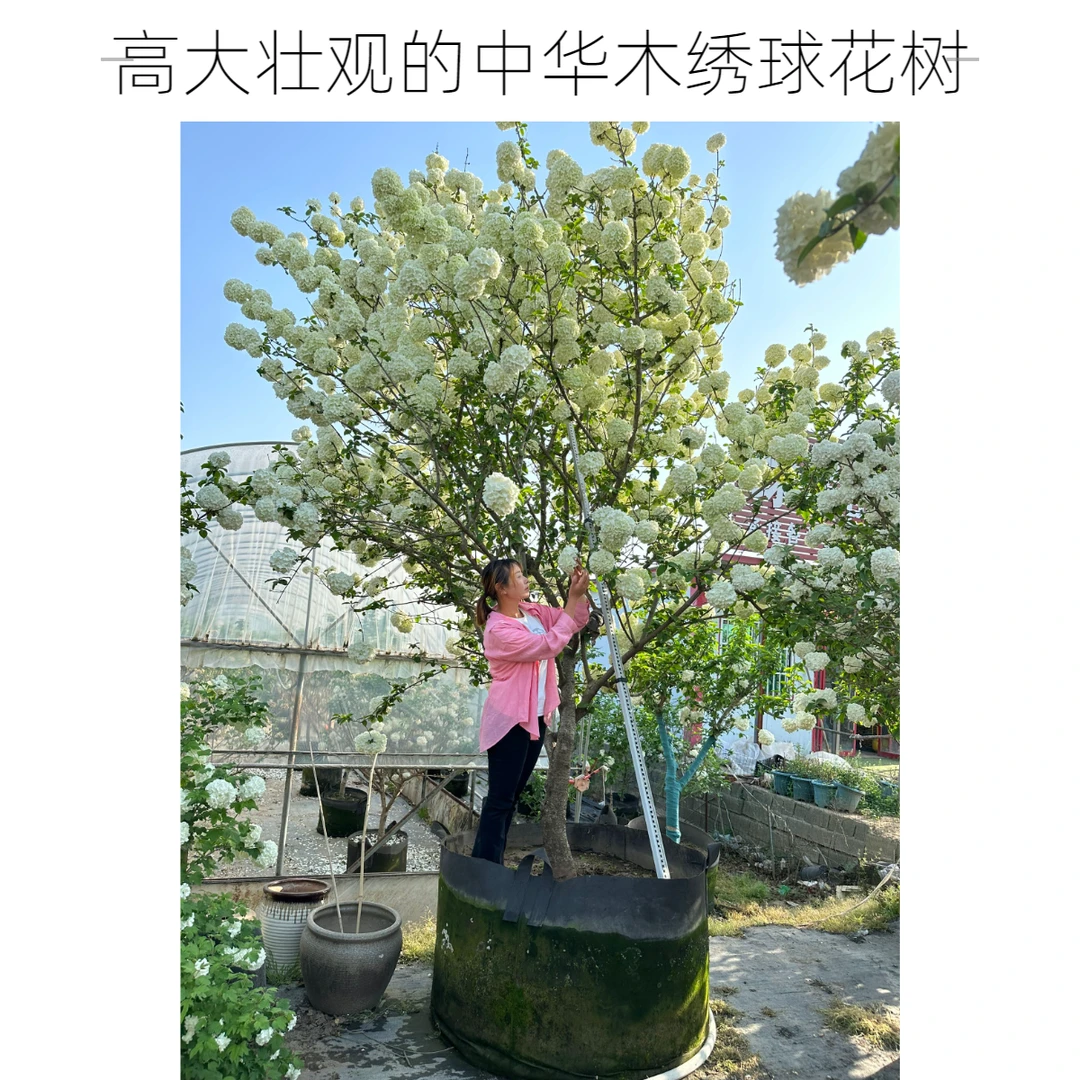 花海木绣球庭院栽种耐寒耐热