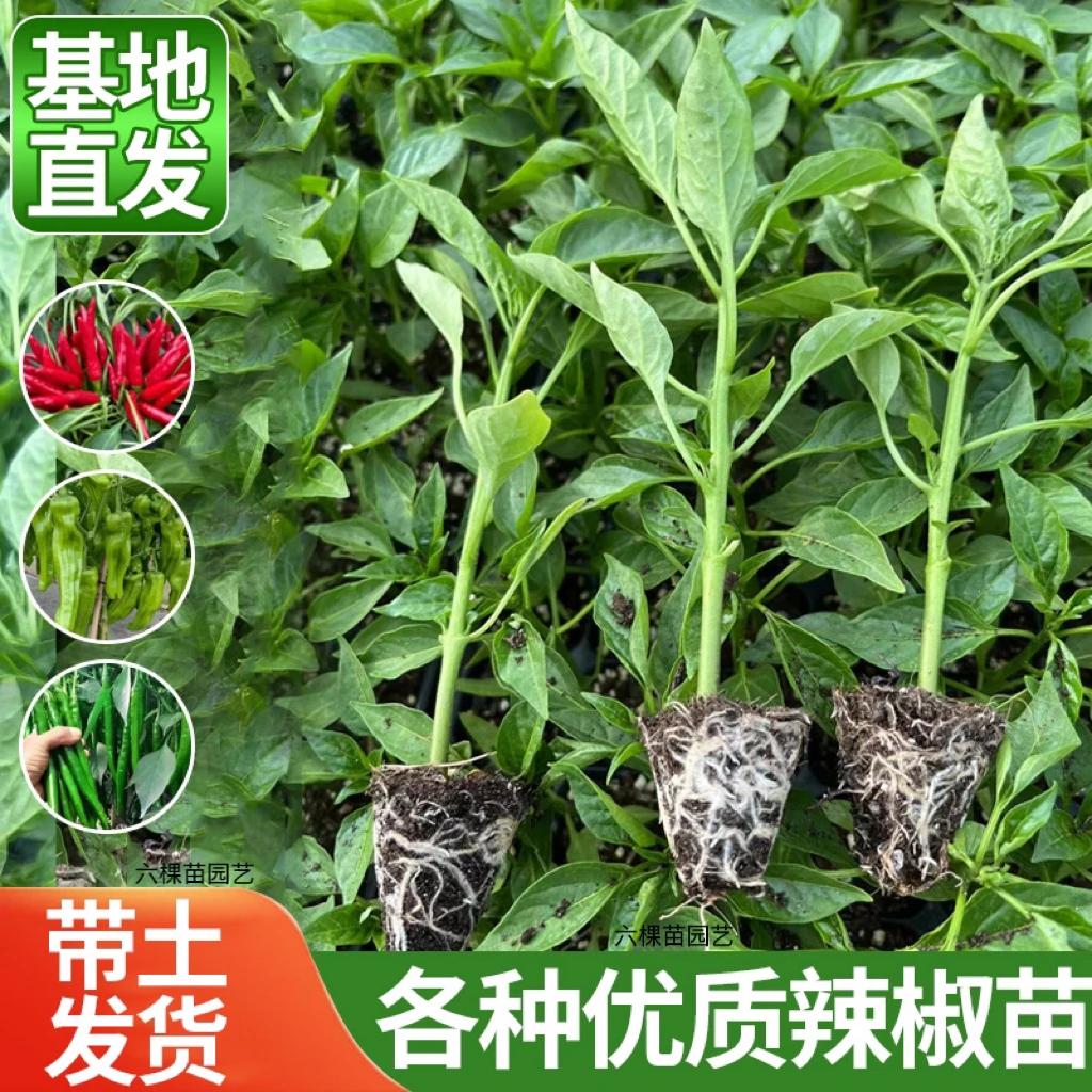 高产辣椒苗薄皮椒长线椒苗螺丝椒苗新手种植基地带土发货辣椒秧苗