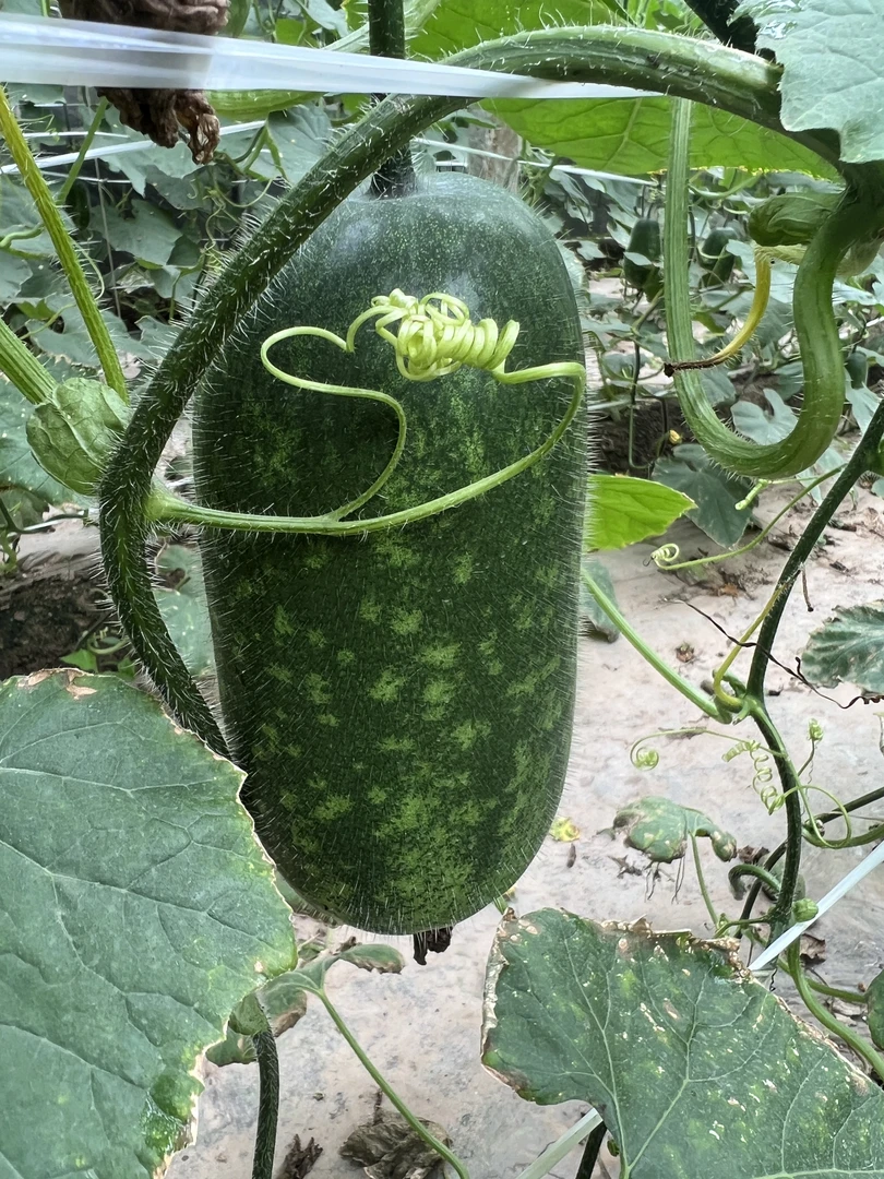 沙窝老郭 天津本地小冬瓜 净重4.5斤以上