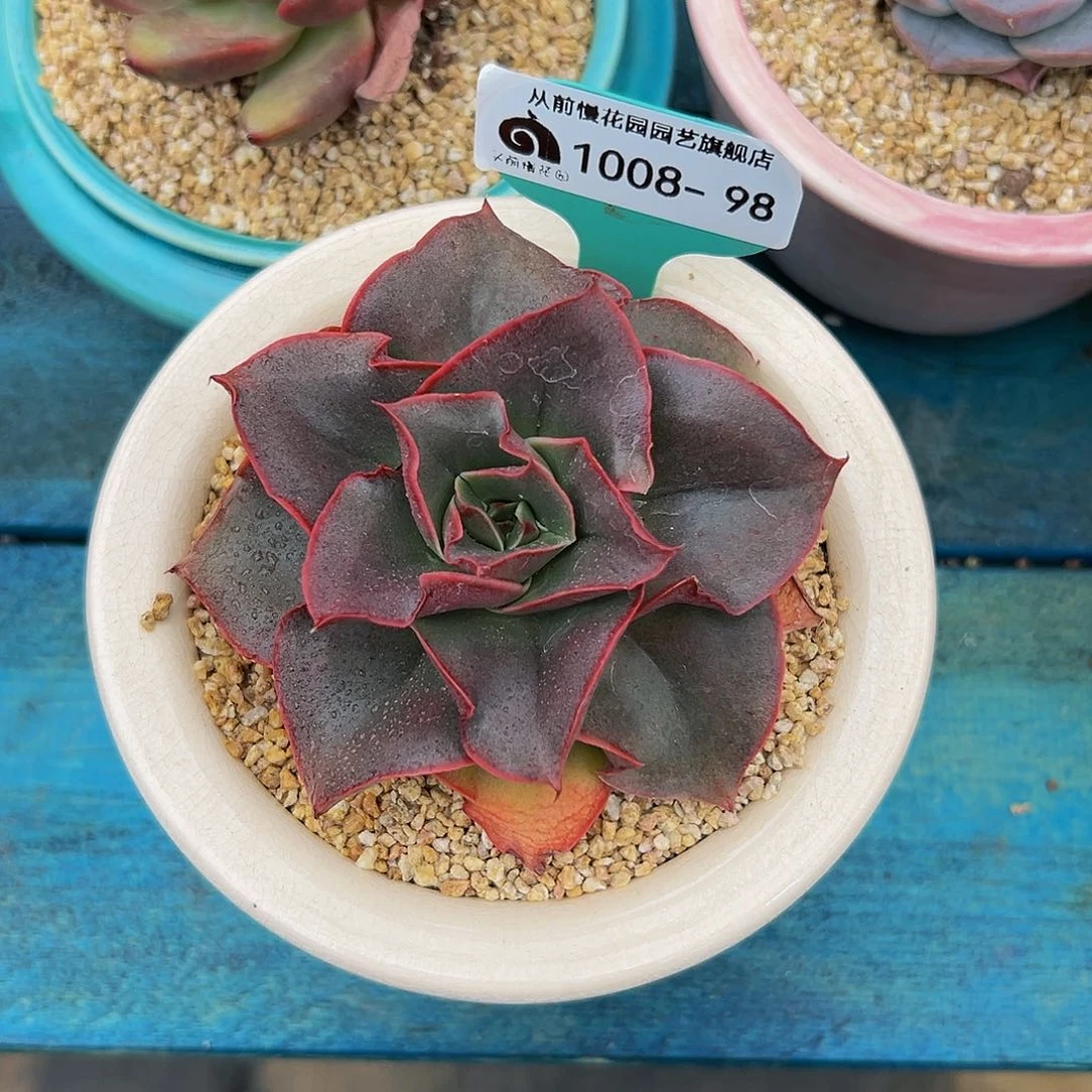 景**至多肉一物一拍1008-98补盆