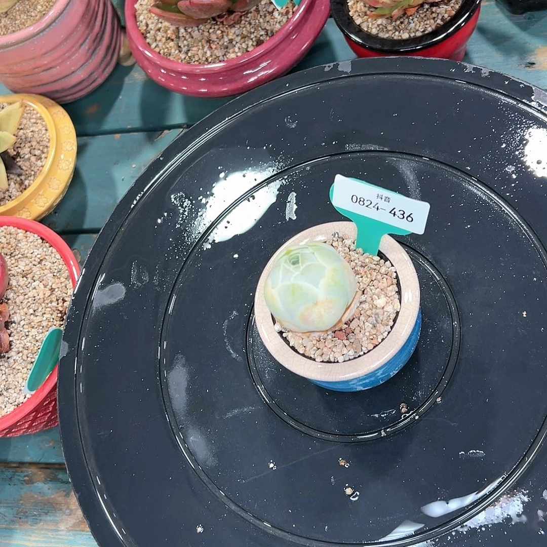 多***多多肉一物一拍0824-436