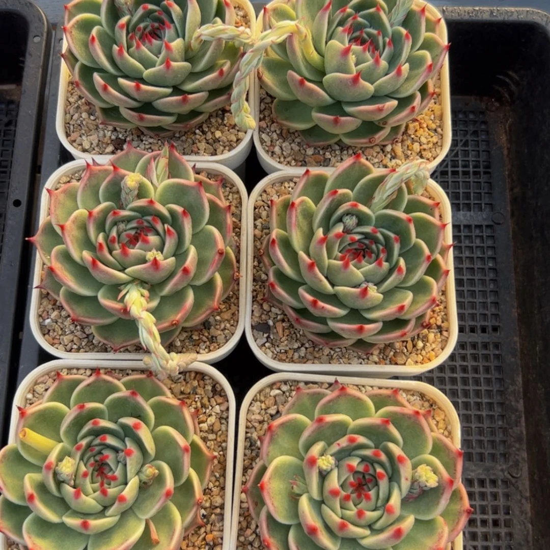【闪购商品】托斯卡内力