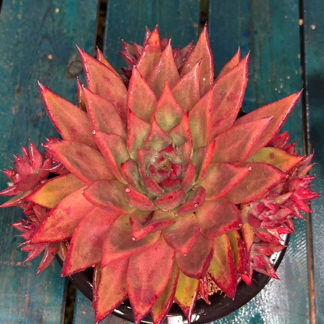 从前慢多肉精选编号1102.155