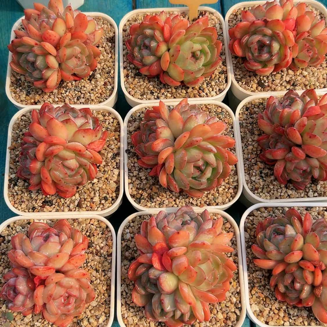 【闪购商品】三头全明星多肉