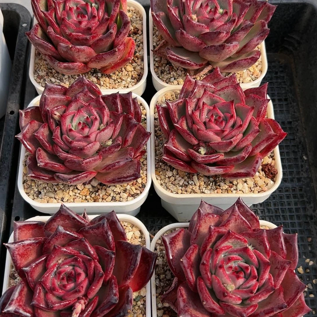 【闪购商品】皮裤多肉