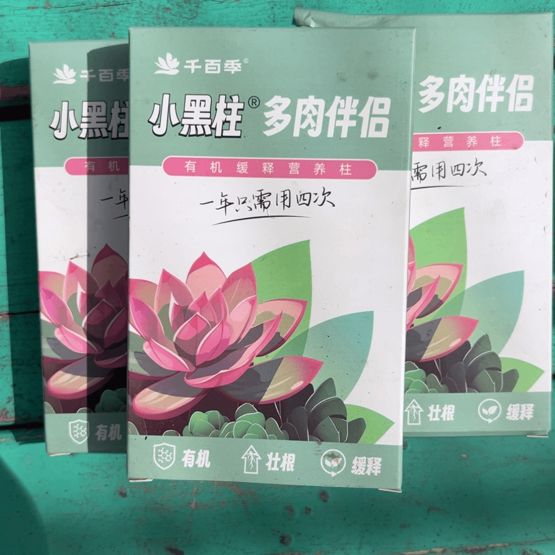 小黑柱多肉伴侣从前慢