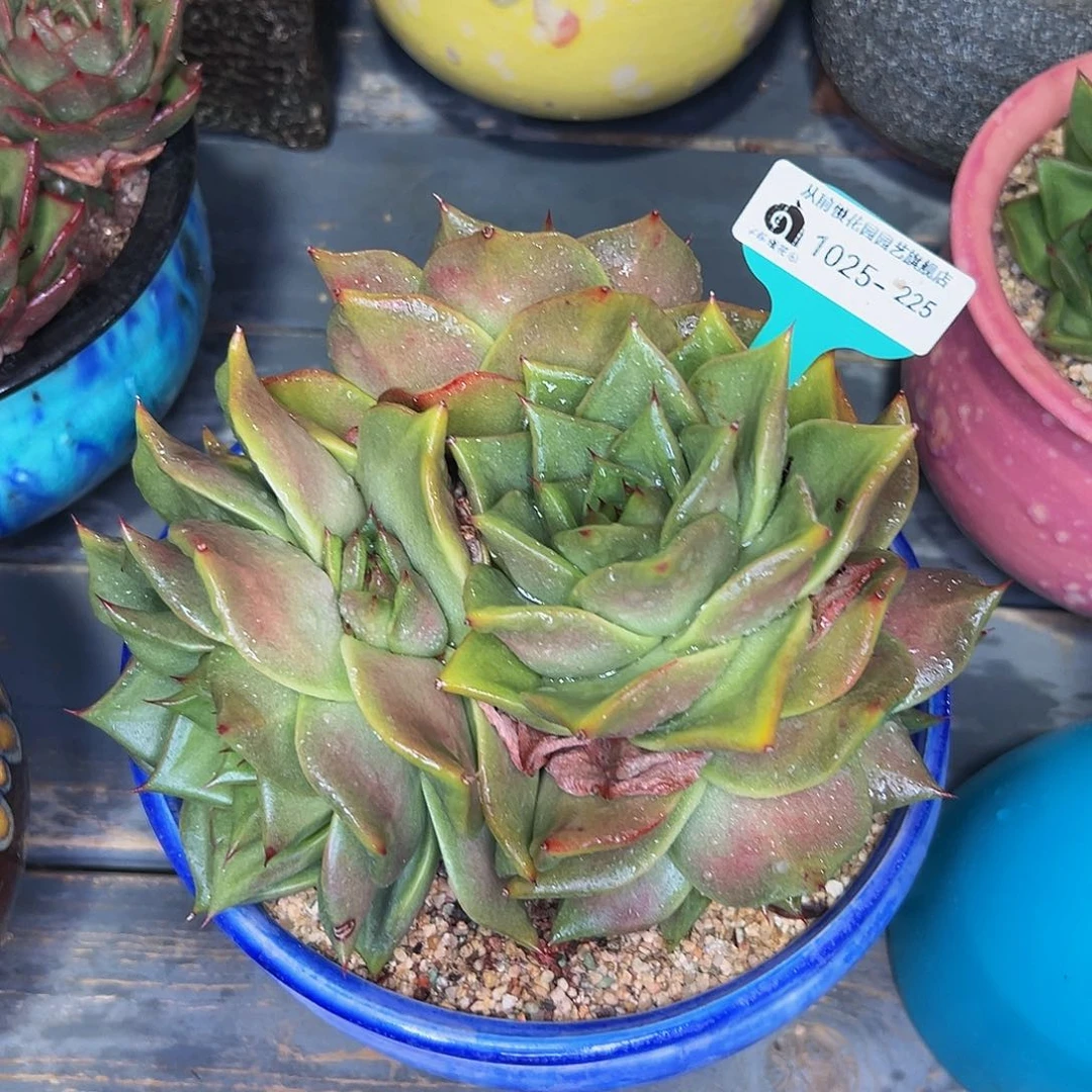 多肉一物一拍1025-225