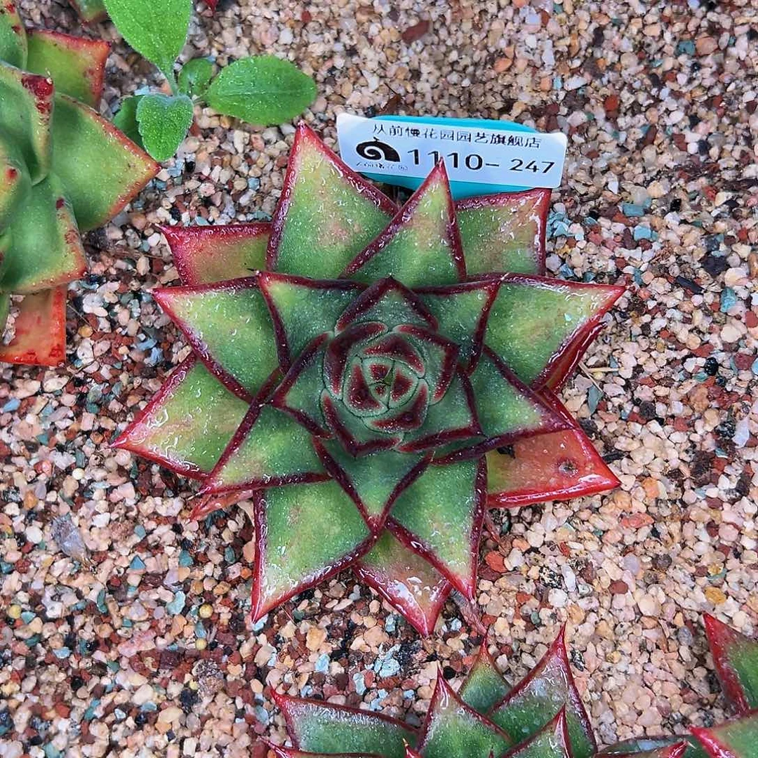 多肉植物编号1110-247