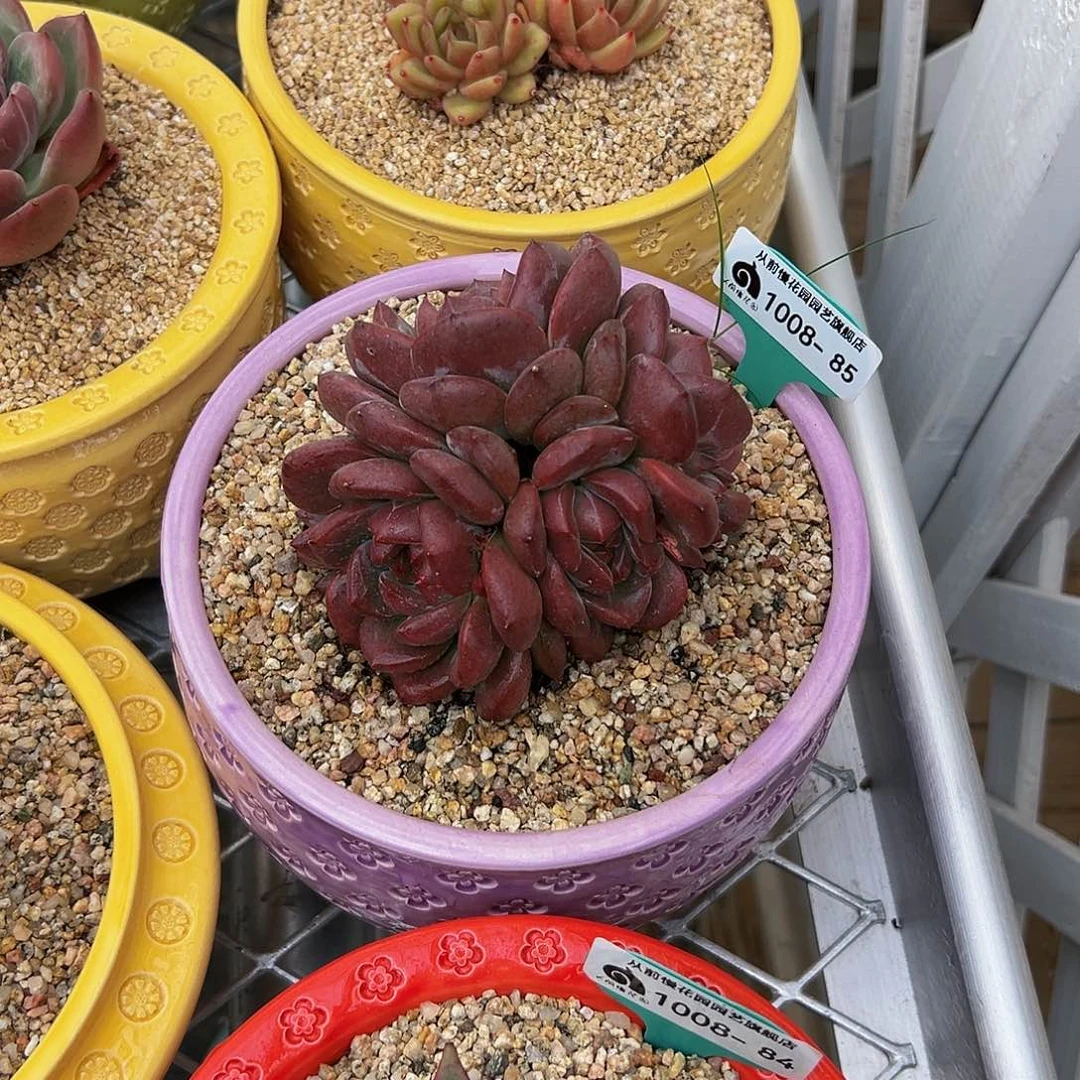 婆*多肉一物一拍1008-85带盆