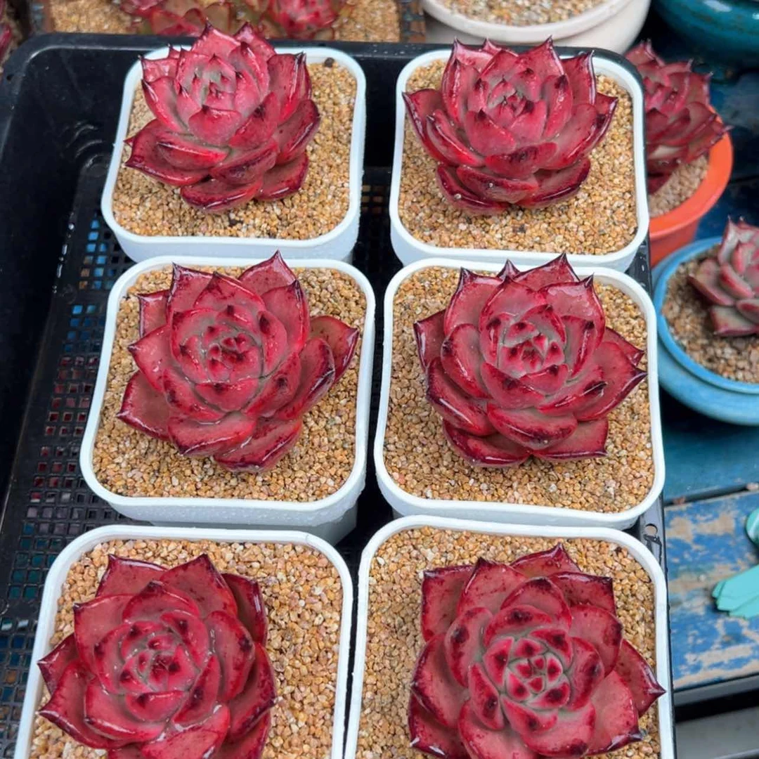 【闪购商品】多肉0108.原始阿姆斯壮