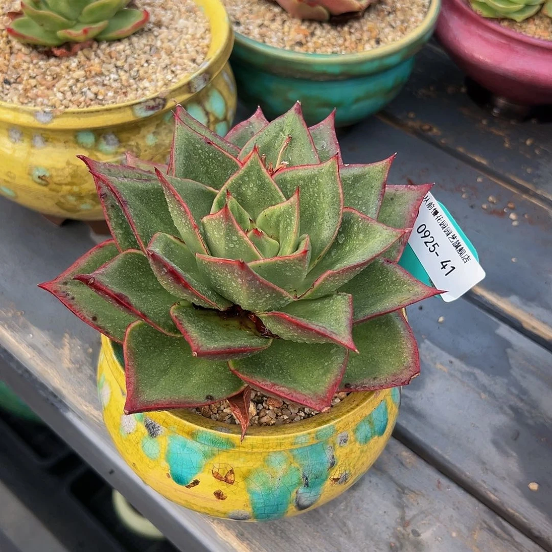 从前慢多肉精选编号0925.41