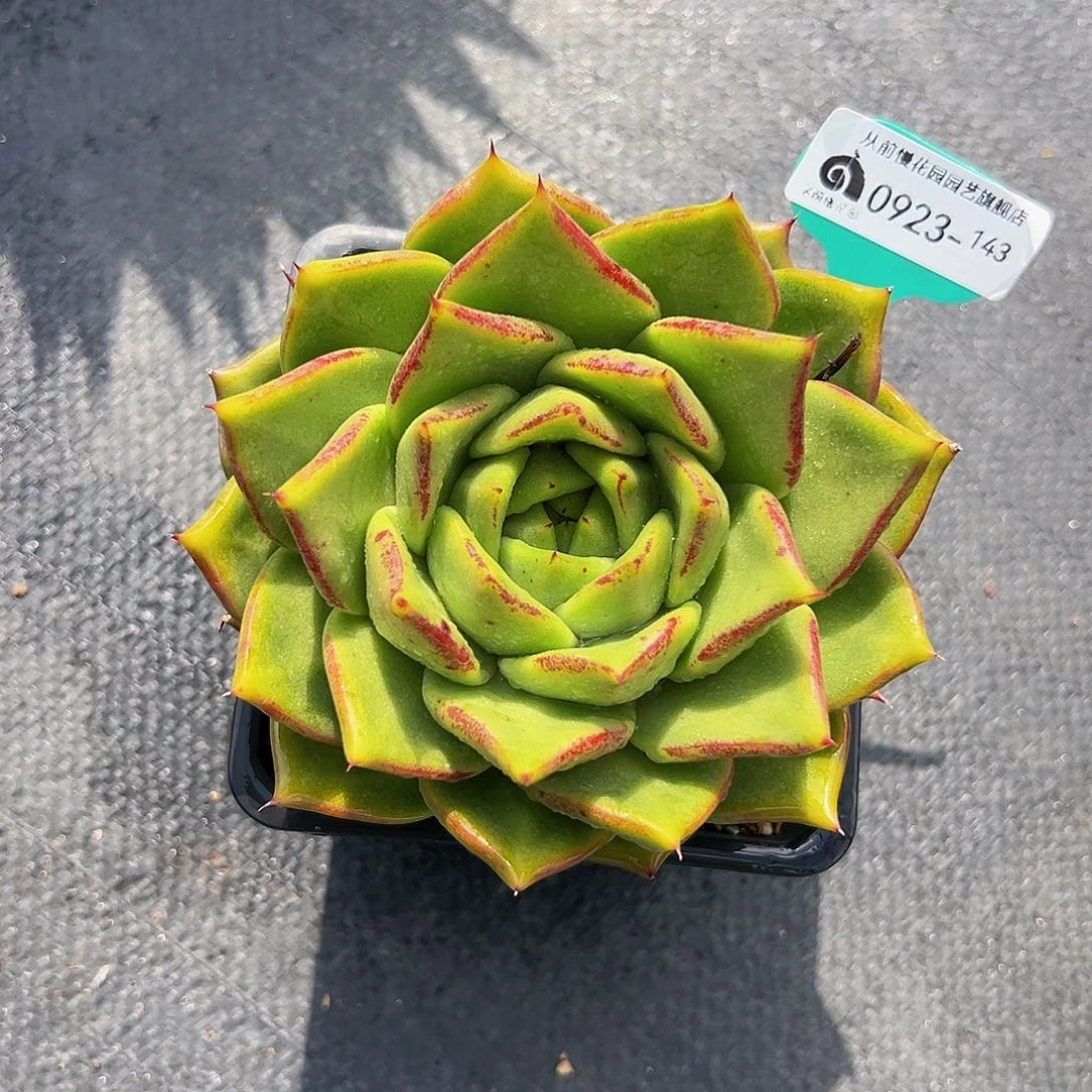 精品多肉编号0923-143