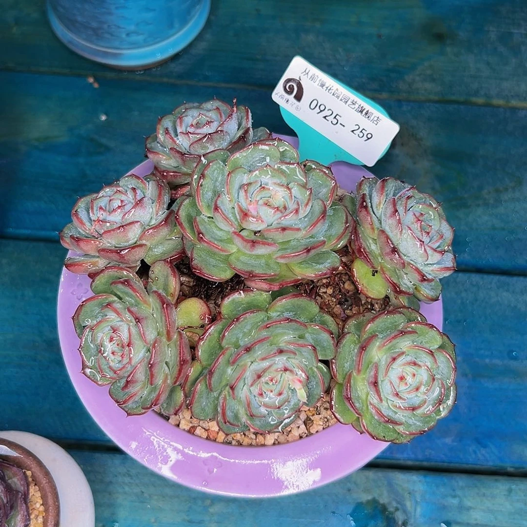 多肉一物一拍0925-259