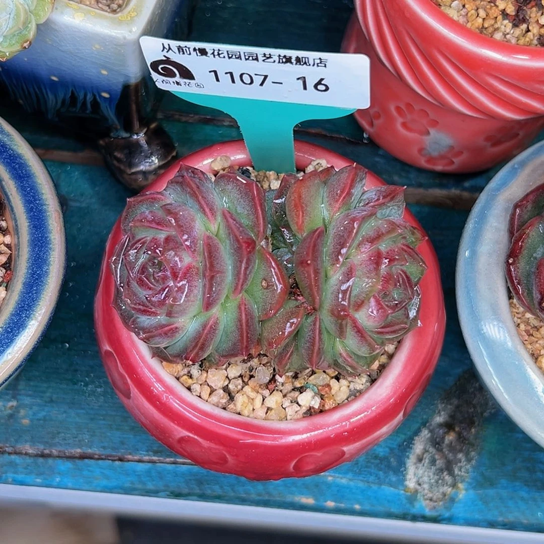 多肉一物一拍1107-16