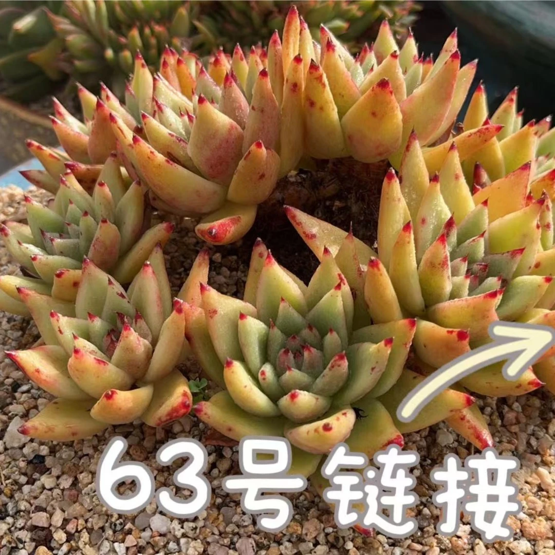 【从前慢花园】   （241-260）多肉直播    63号链接