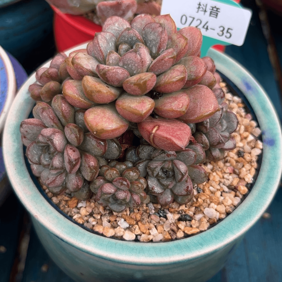 多肉一物一拍0724-35