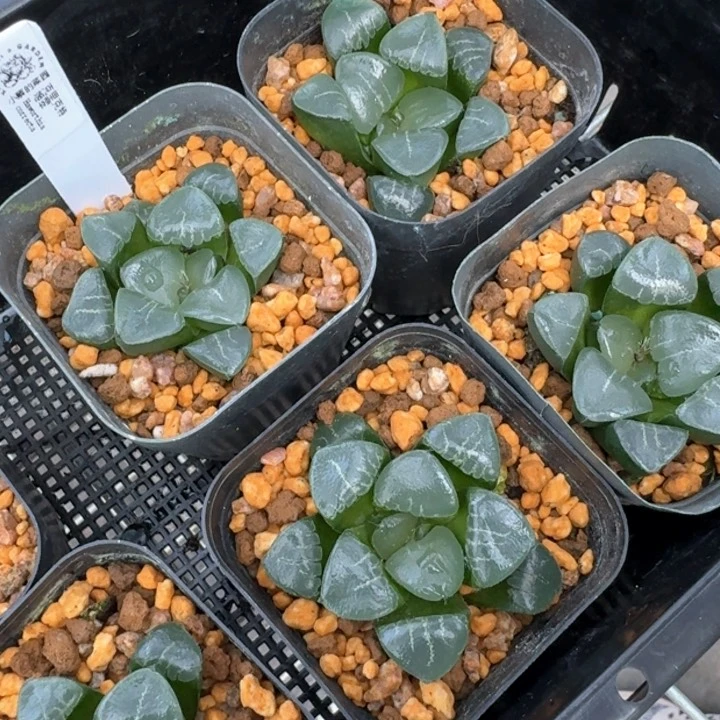 从前慢花园多肉编号1019-45